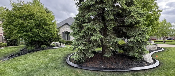 Charcoal stamped concrete curbing circling mature spruce and hardwood trees with black mulch in a large front yard.